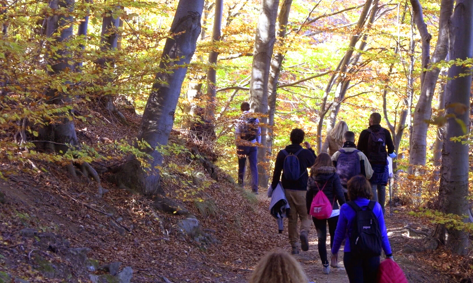 persone che camminano in natura